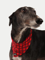 Cosmic Pets Bandana - Image 2